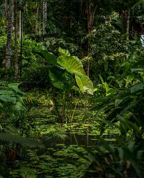Botany